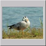 Anser indicus - Streifengans 01 Sundermannsee.jpg